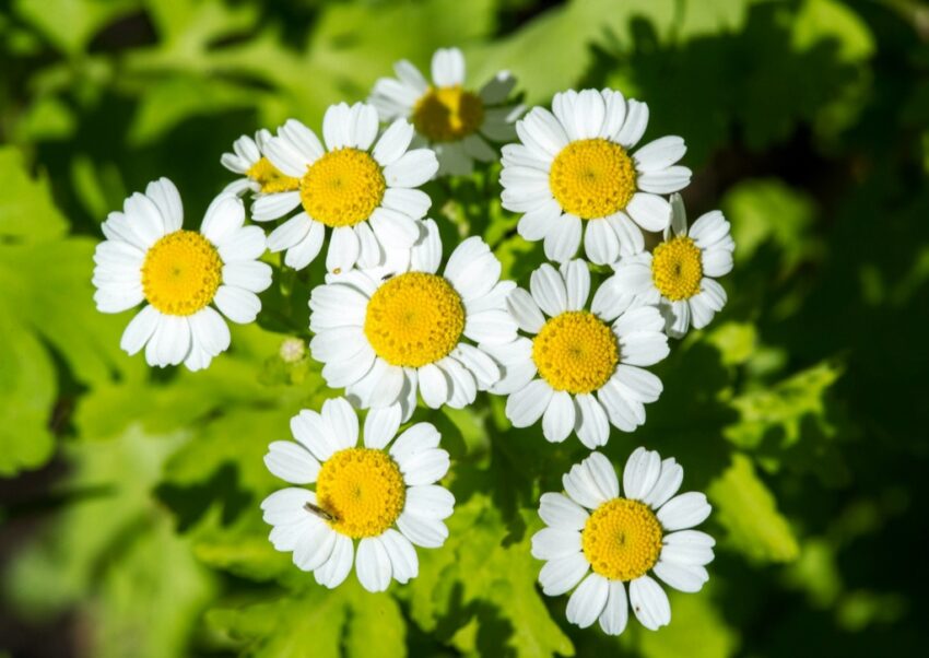 Mutterkraut, Tanacetum parthenium