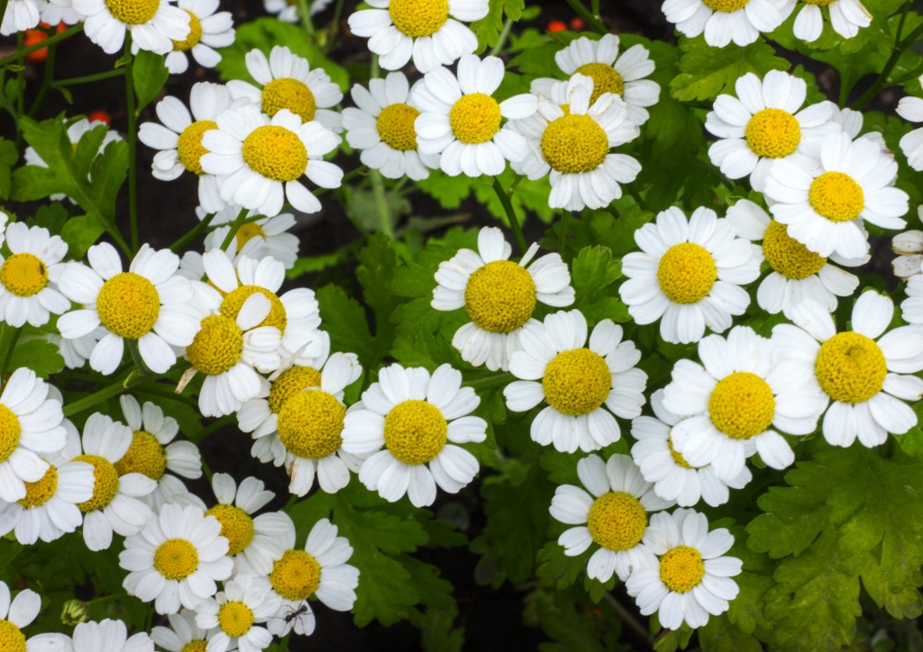 Mutterkraut, Tanacetum parthenium