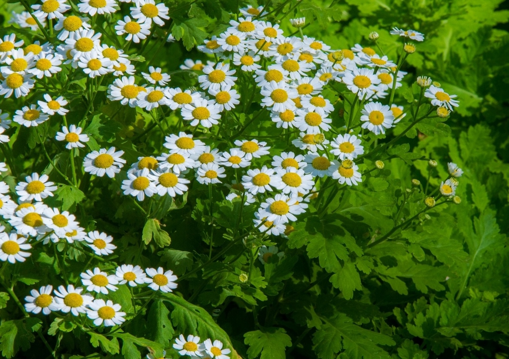 Mutterkraut, Tanacetum parthenium