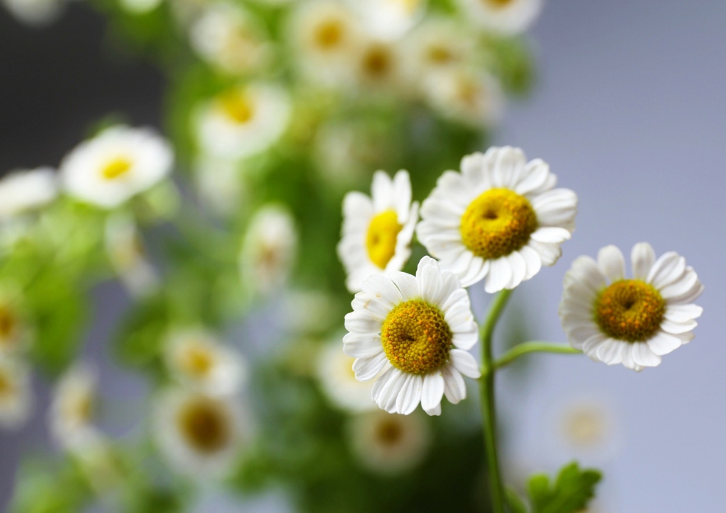 Tanacetum parthenium