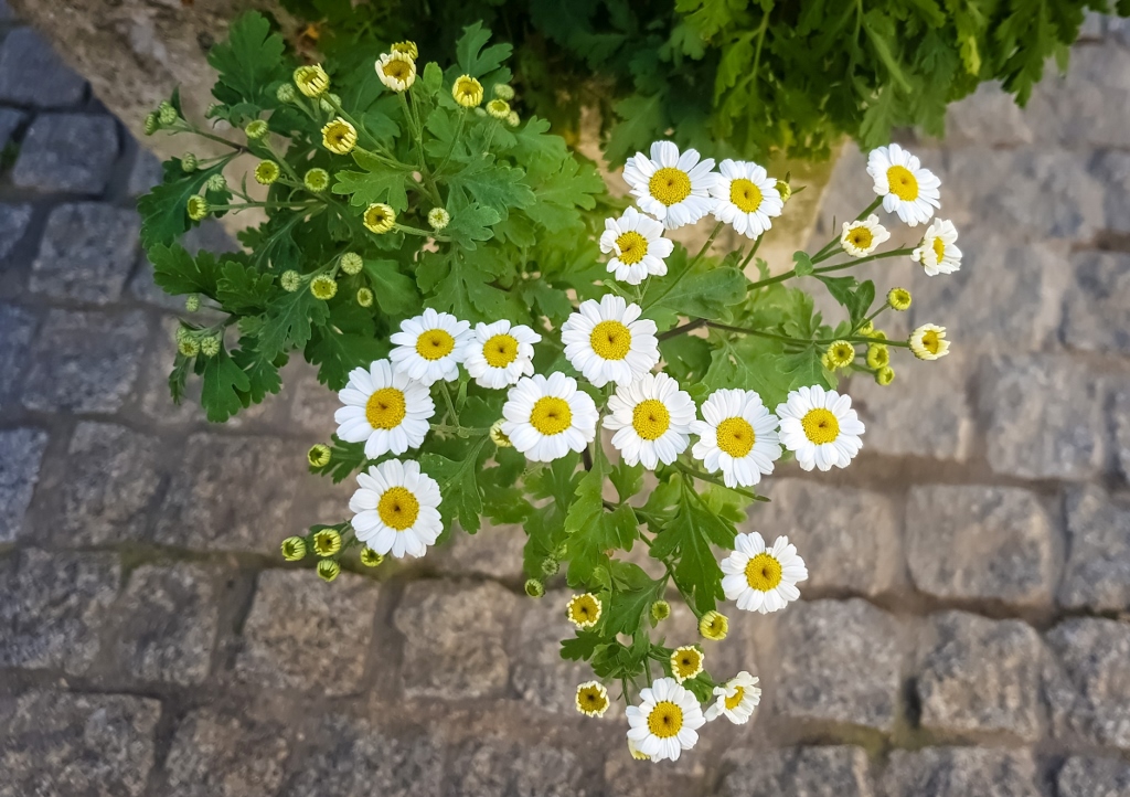 Tanacetum parthenium