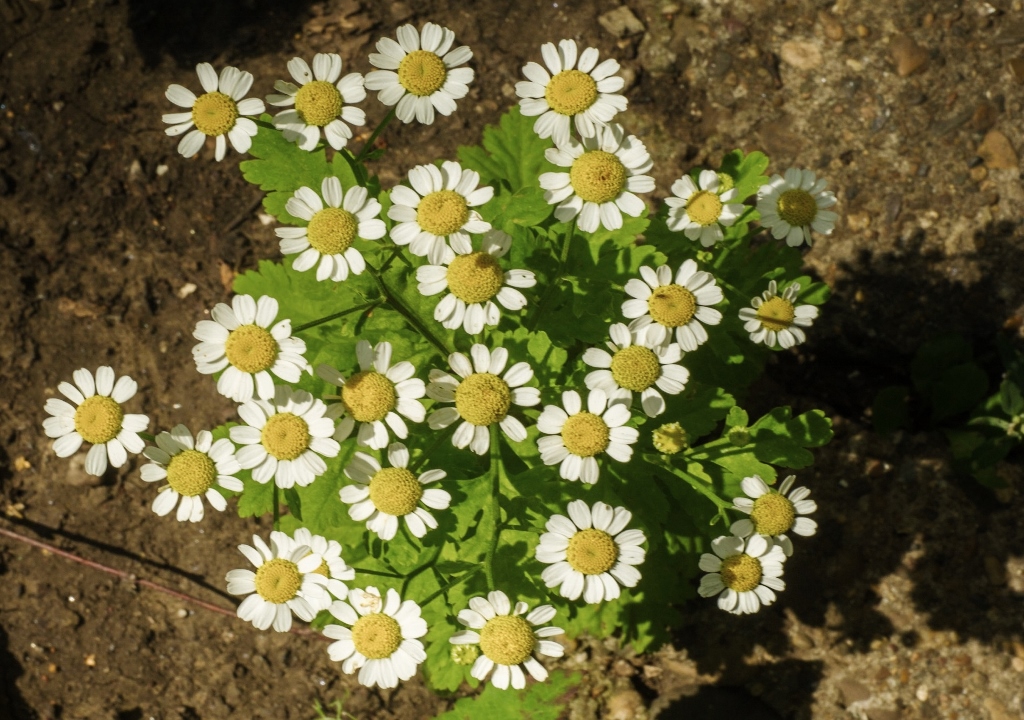 Tanacetum parthenium