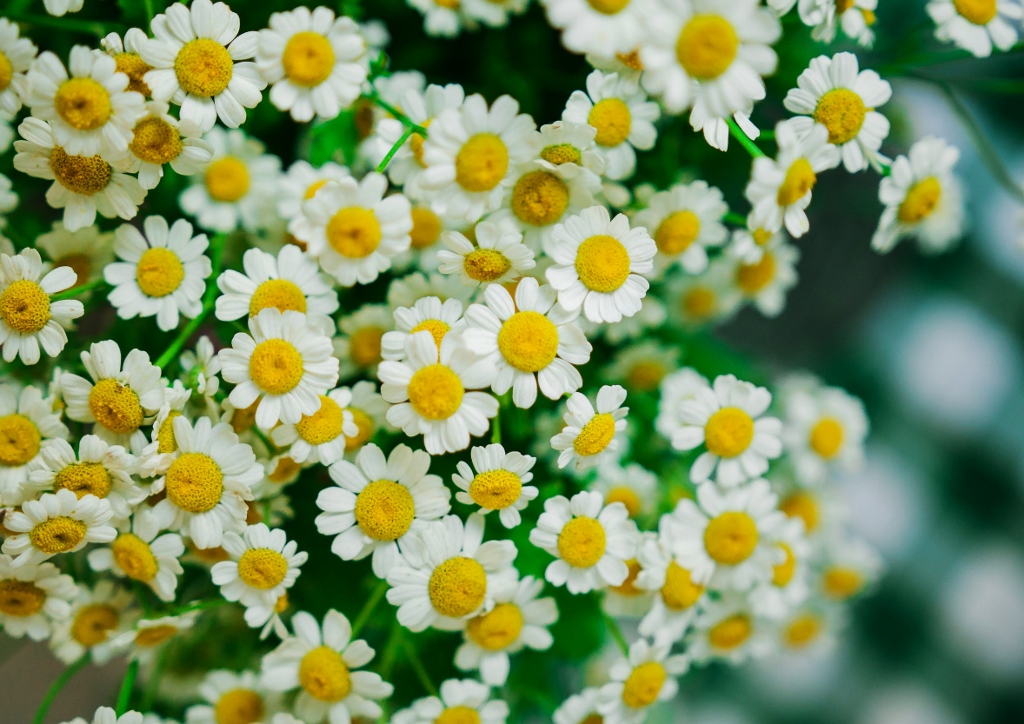 Mutterkraut, Tanacetum parthenium, Blumenstrauß