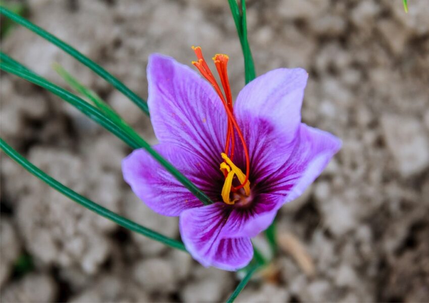 Safran, Echter Safran, Crocus sativus, Krokus