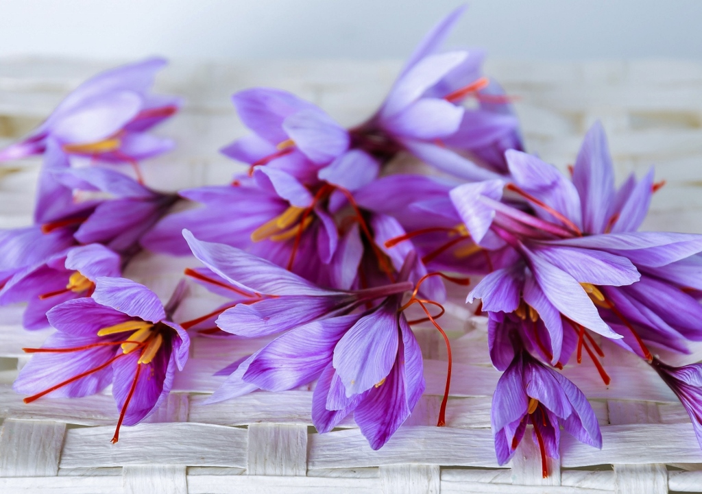 Safran, Echter Safran, Crocus sativus, Krokus