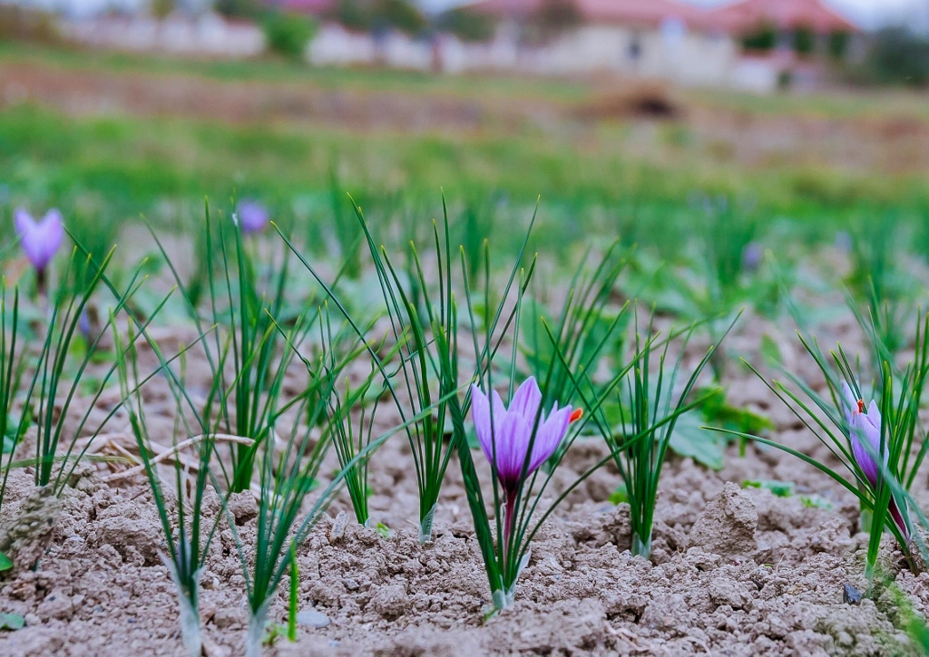 Safran, Safran anbauen, Echter Safran, Crocus sativus, Krokus
