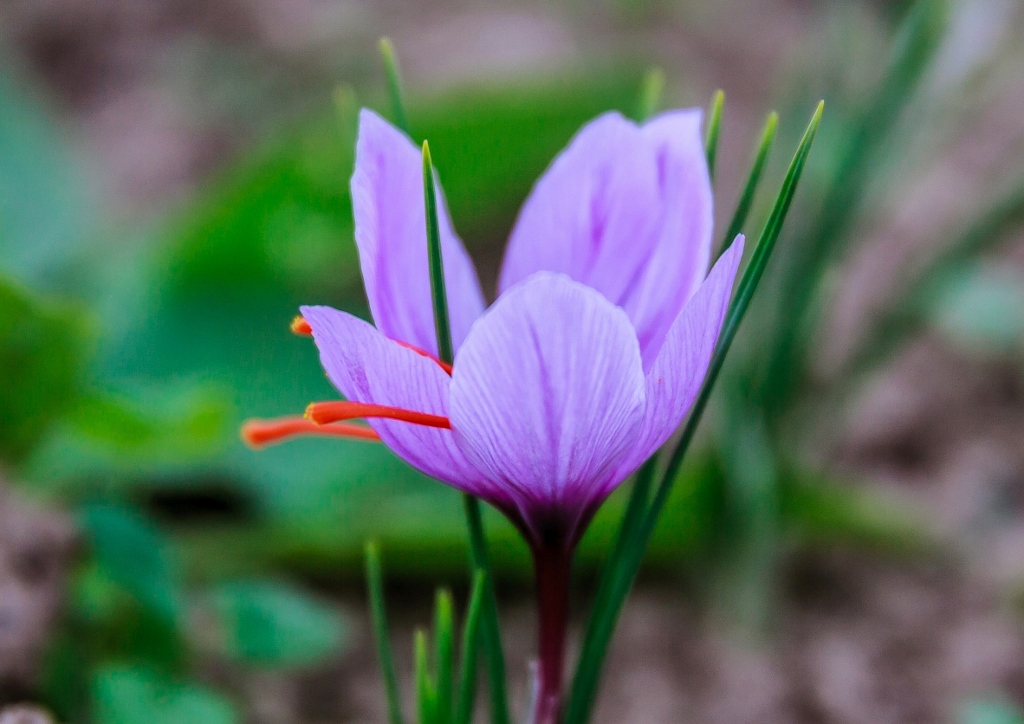 Safran, Echter Safran, Crocus sativus, Krokus