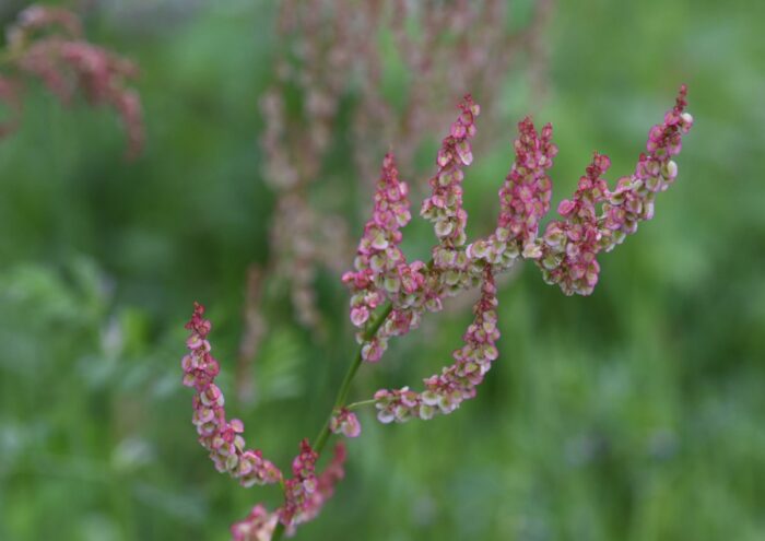 Ampfer, Sauerampfer, Wiesen-Sauerampfer, Rumex, Rumex acetosa