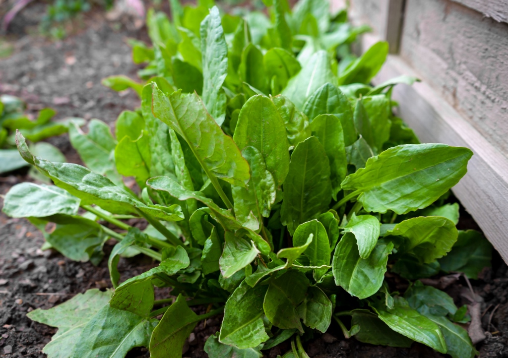 Ampfer, Sauerampfer, Wiesen-Sauerampfer, Rumex, Rumex acetosa