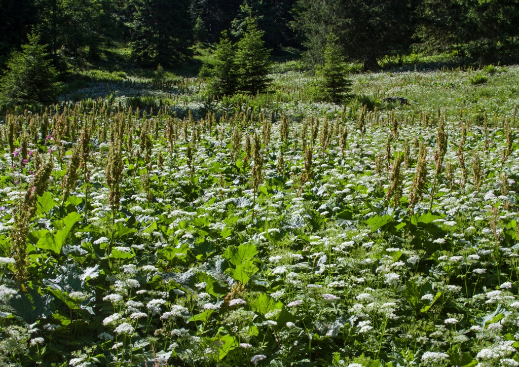 Ampfer, Sauerampfer, Wiesen-Sauerampfer, Rumex, Rumex acetosa