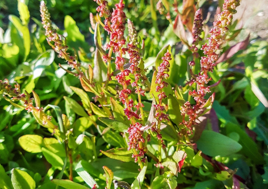 Stierkopf-Ampfer, Rumex bucephalophorus