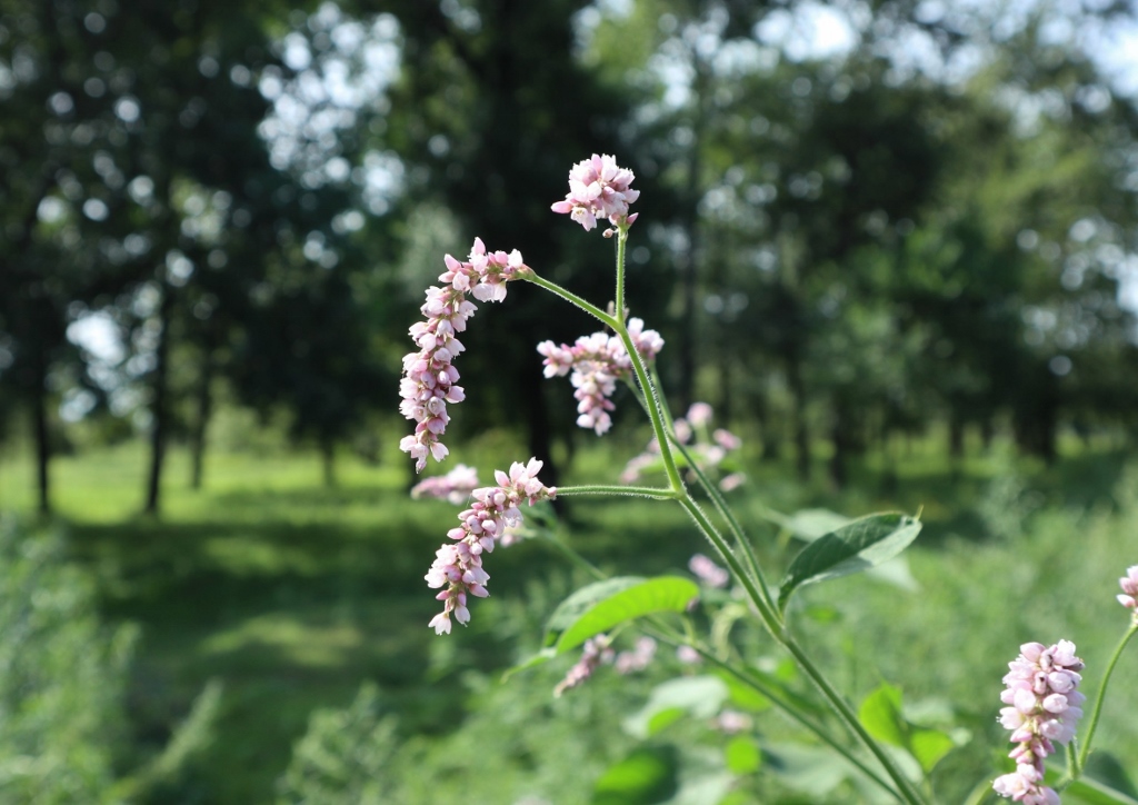 Knöterich pflanzen, Knöterich, Pfefferknöterich, Wasserpfeffer, Persicaria hydropiper