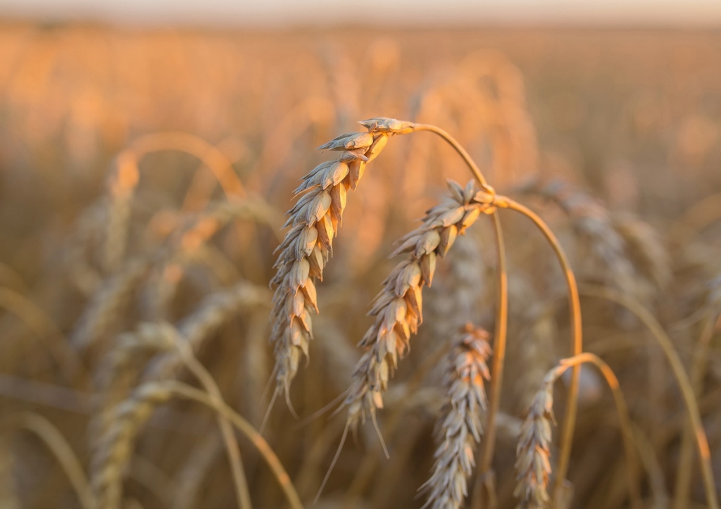 Weichweizen, Triticum aestivum