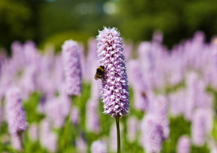 Knöterich, Wiesenknöterich, Persicaria, Persicaria bistorta, Bistorta officinalis