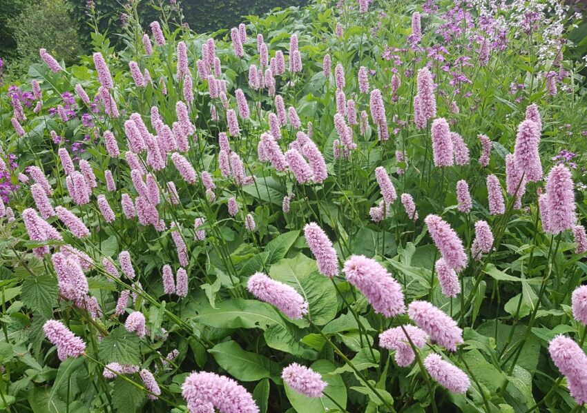 Knöterich, Wiesenknöterich, Persicaria, Persicaria bistorta, Bistorta officinalis, Knöterichgewächse