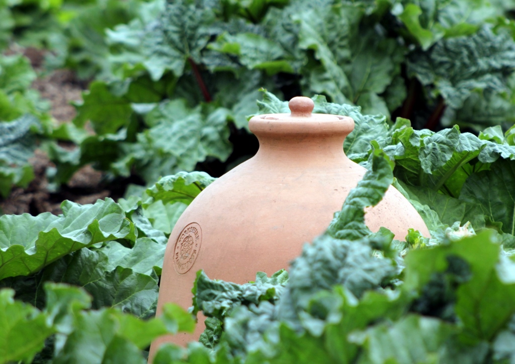 Rhabarber pflanzen, Yorkshire Forced Rhubarb