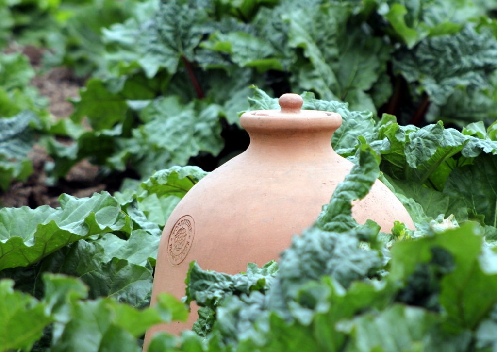 Rhabarber pflanzen, Yorkshire Forced Rhubarb