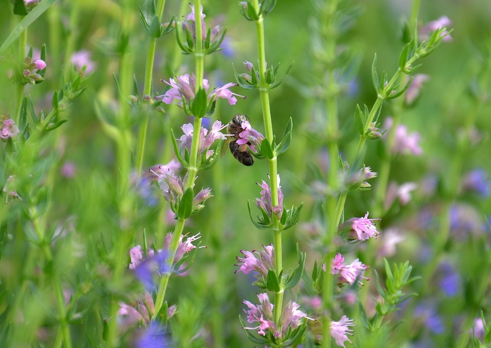 Ysop, Hyssopus, Hysop, Hyssopus officinalis, Roseus