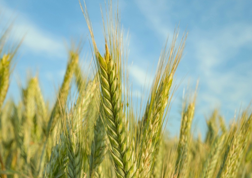 Zweikorn, Triticum diococcum, Emmer