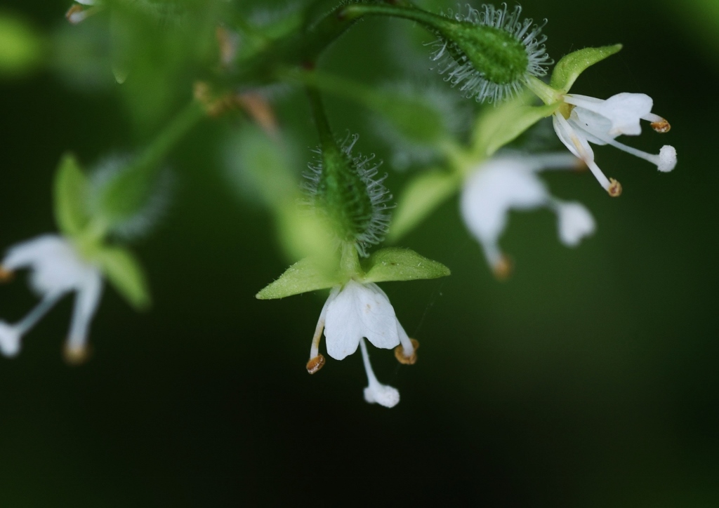 Hexenkraut, Hexenkräuter, Circaea, mollis