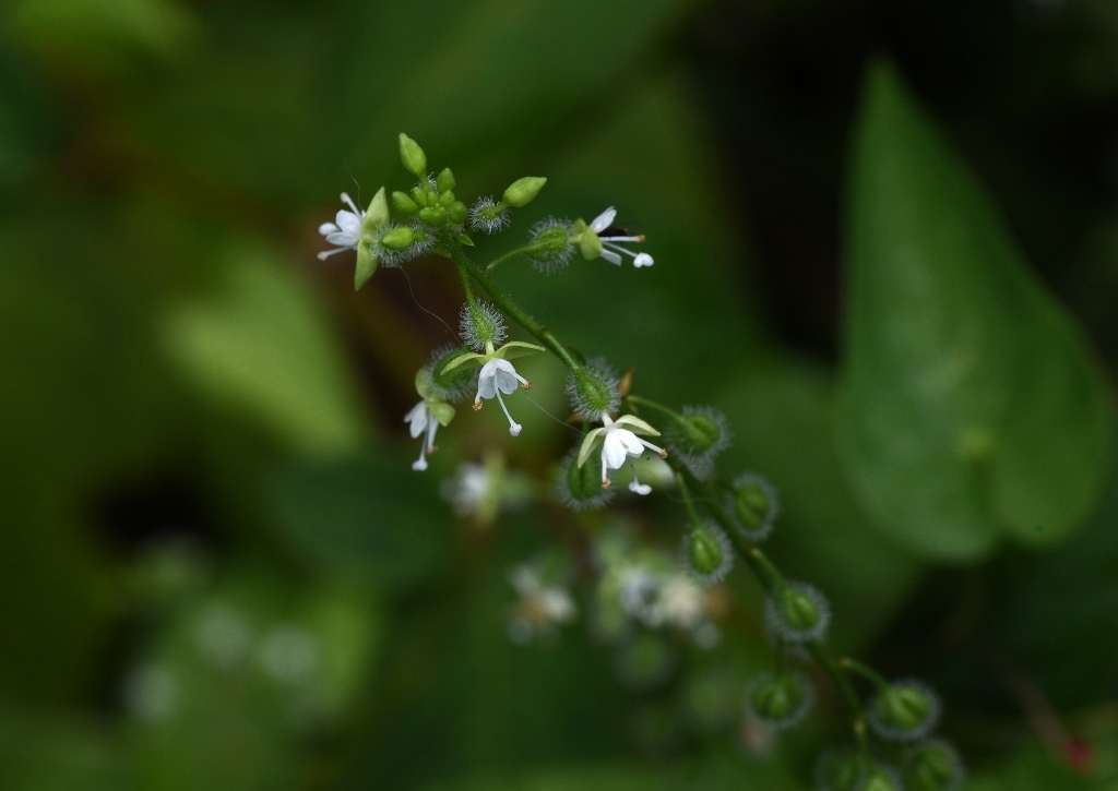 Hexenkraut, Hexenkräuter, Circaea, mollis