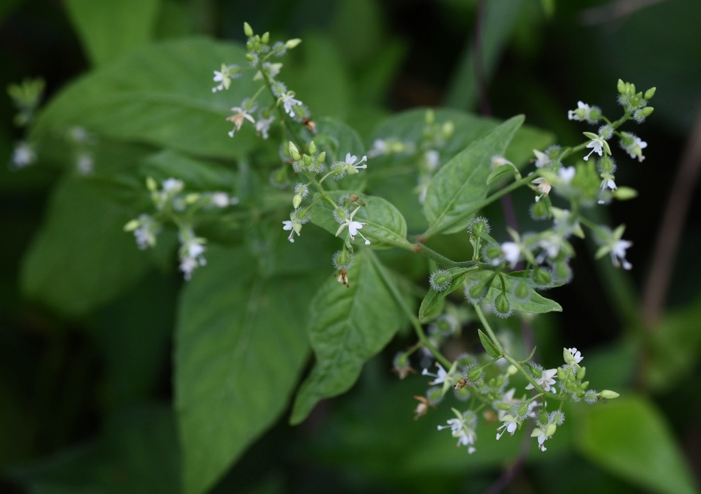 Hexenkraut, Hexenkräuter, Circaea, mollis