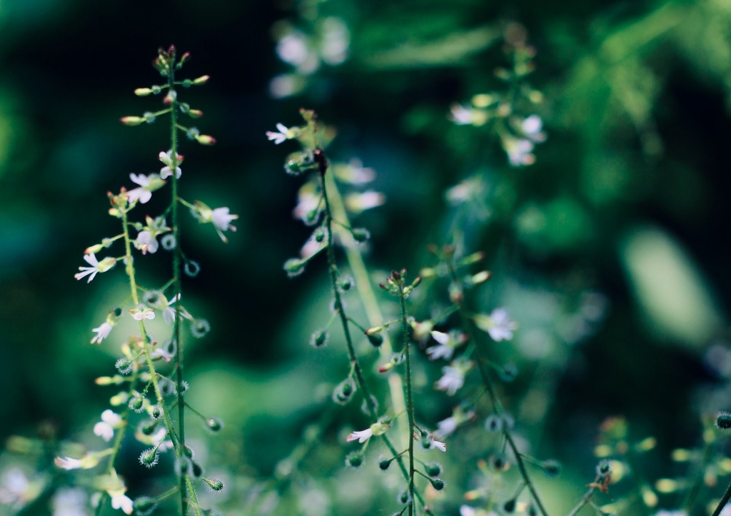 Hexenkraut, Hexenkräuter, Circaea