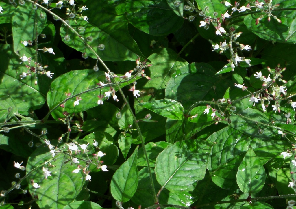 Hexenkraut, Hexenkräuter, Circaea, lutetiana