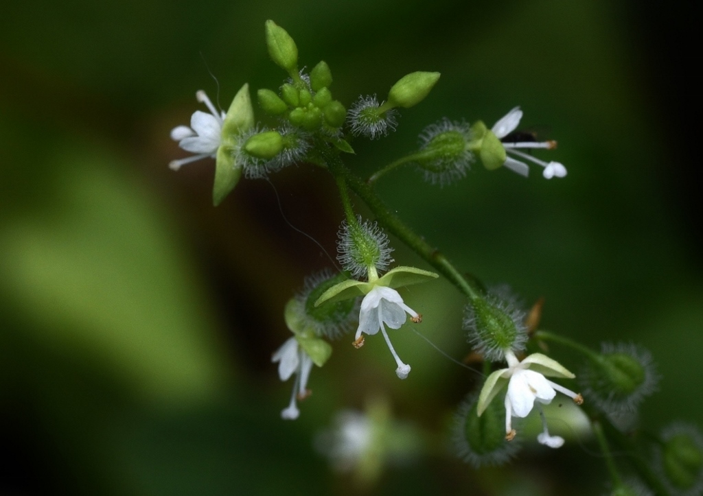 Hexenkraut, Hexenkräuter, Circaea, mollis