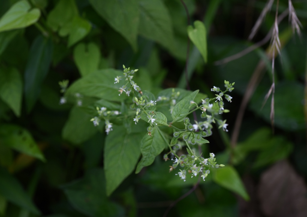 Hexenkraut, Hexenkräuter, Circaea, mollis