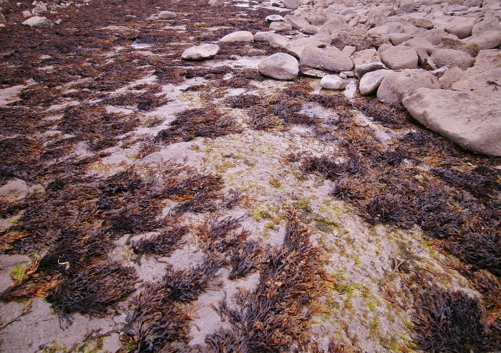 Knorpeltang, Irisch Moos, Chondrus crispus