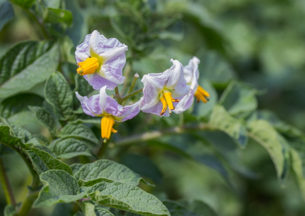 Kartoffel, Kartoffelblüte, Solanum tuberosum