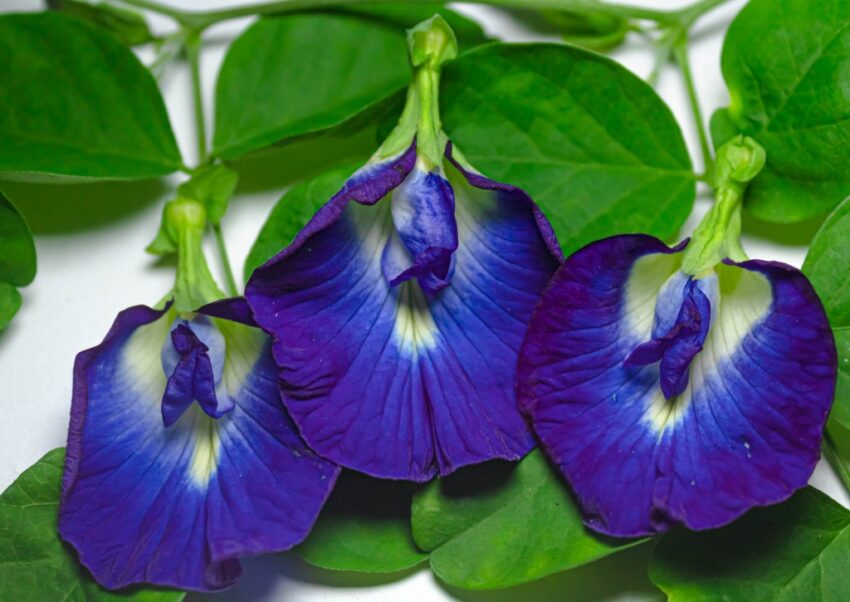 Schmetterlingserbse, Clitoria ternatea, Blaue Klitorie