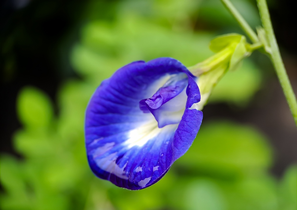 Schmetterlingserbse, Clitoria ternatea pflanzen, Clitoria ternatea, Blaue Klitorie