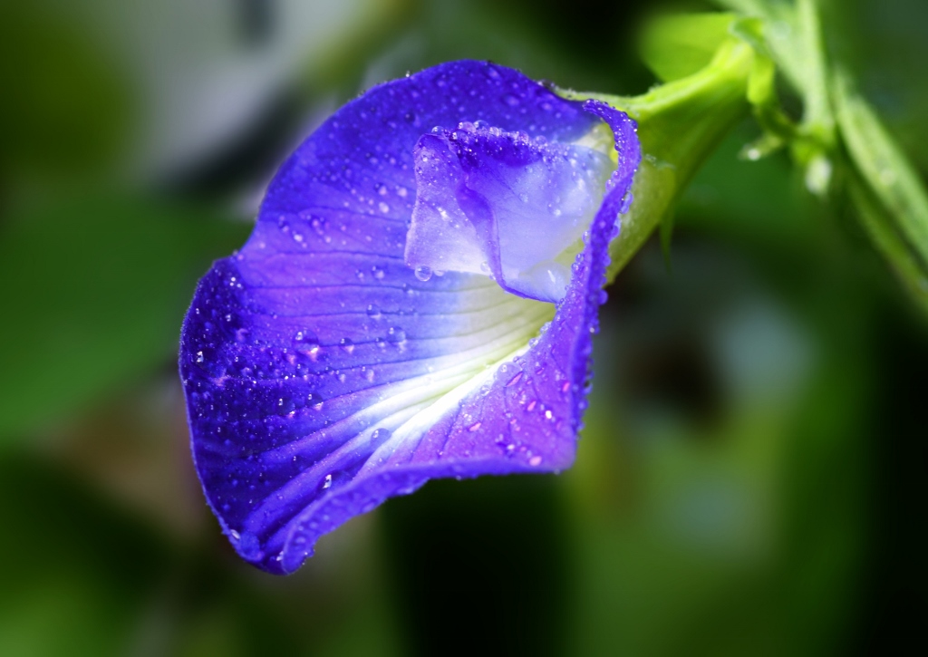 Schmetterlingserbse, Clitoria ternatea, Blaue Klitorie