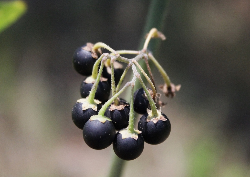 Schwarzer Nachtschatten, Nachtschattengewächse, Solanum nigrum