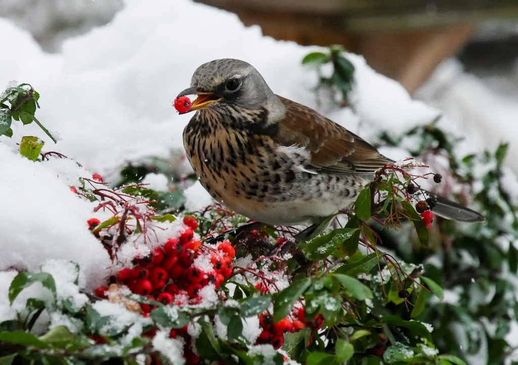 Gartenarbeit im Dezember, Vogelfutter, Wintervögel, Wacholderdrossel