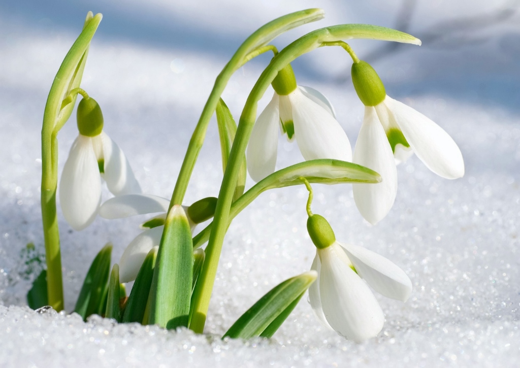 Gartenarbeit im Winter, Schneeglöckchen