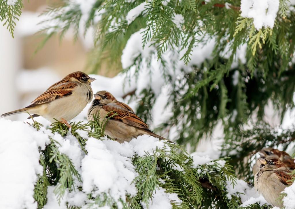 Gartenarbeit im Winter, Gartenarbeit im Dezember, Wintervögel, Spatzen