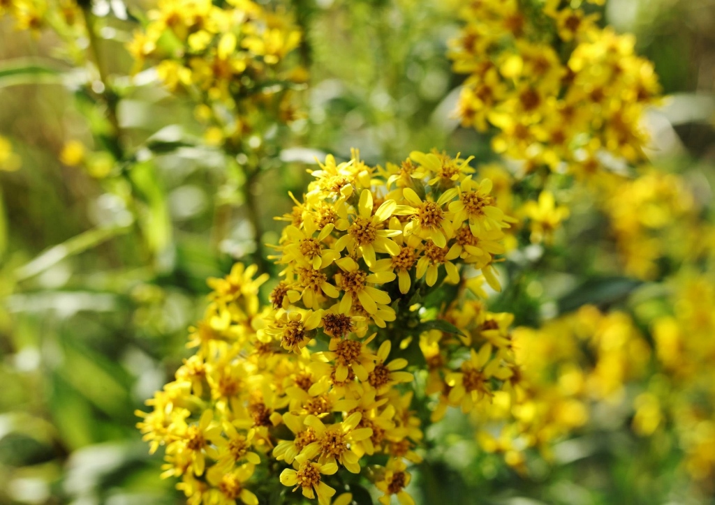 Goldrute, Gewöhnliche Goldrute, Echte Goldrute, Solidago virgaurea