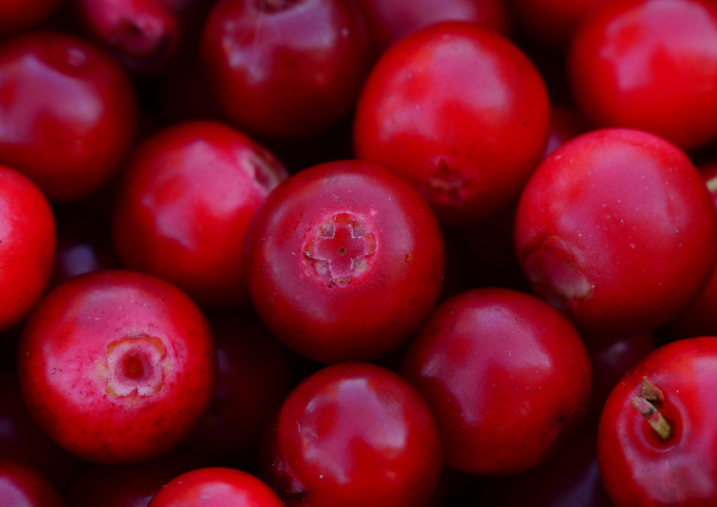 Preiselbeere, Preiselbeeren, Vaccinium vitis-idaea