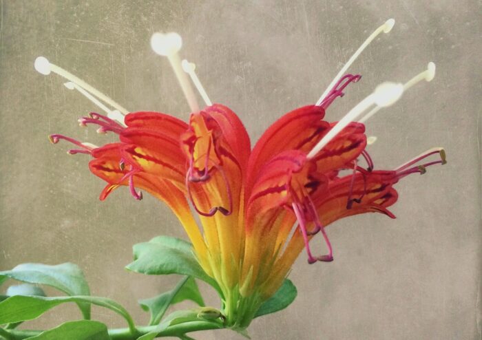 Schamblume, Aeschynanthus, speciosus