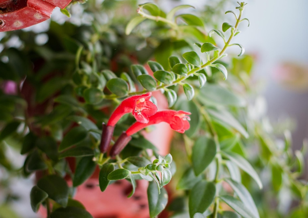 Schamblume, Aeschynanthus