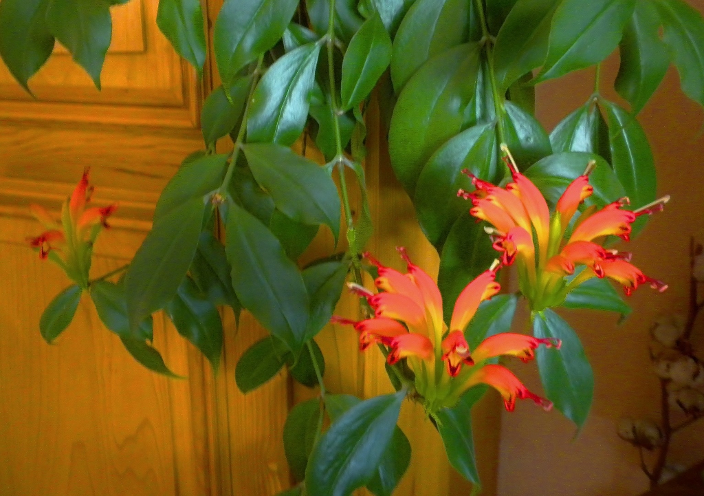 Schamblume, Aeschynanthus, speciosus