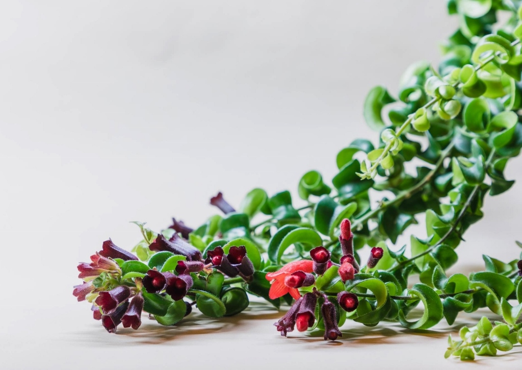 Schamblume, Aeschynanthus, Twister