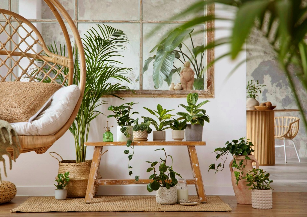 Zimmerpflanzen, Indoor-Pflanzen, Zimmerpflanzenkultur