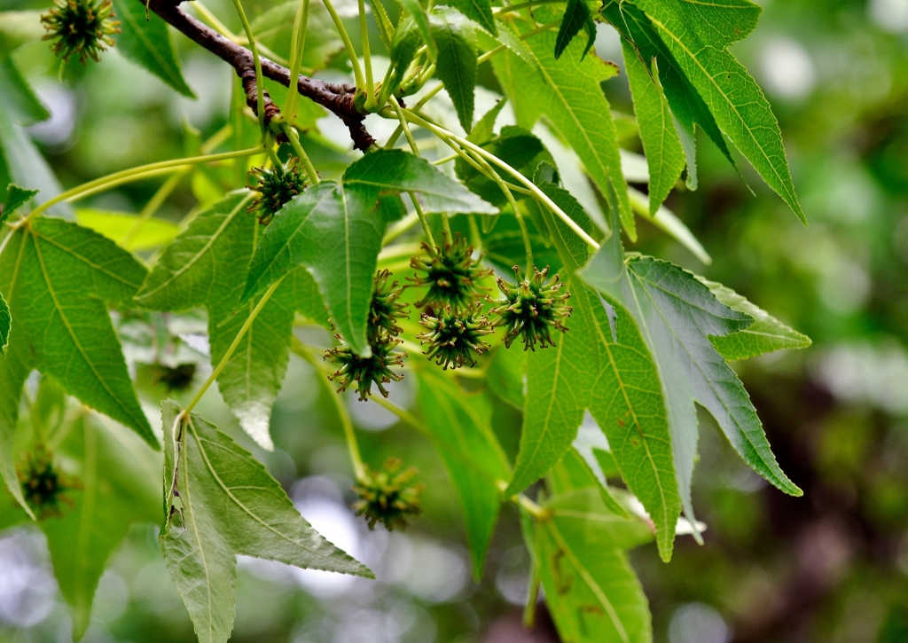 Amberbaum, Amber, Liquidambar