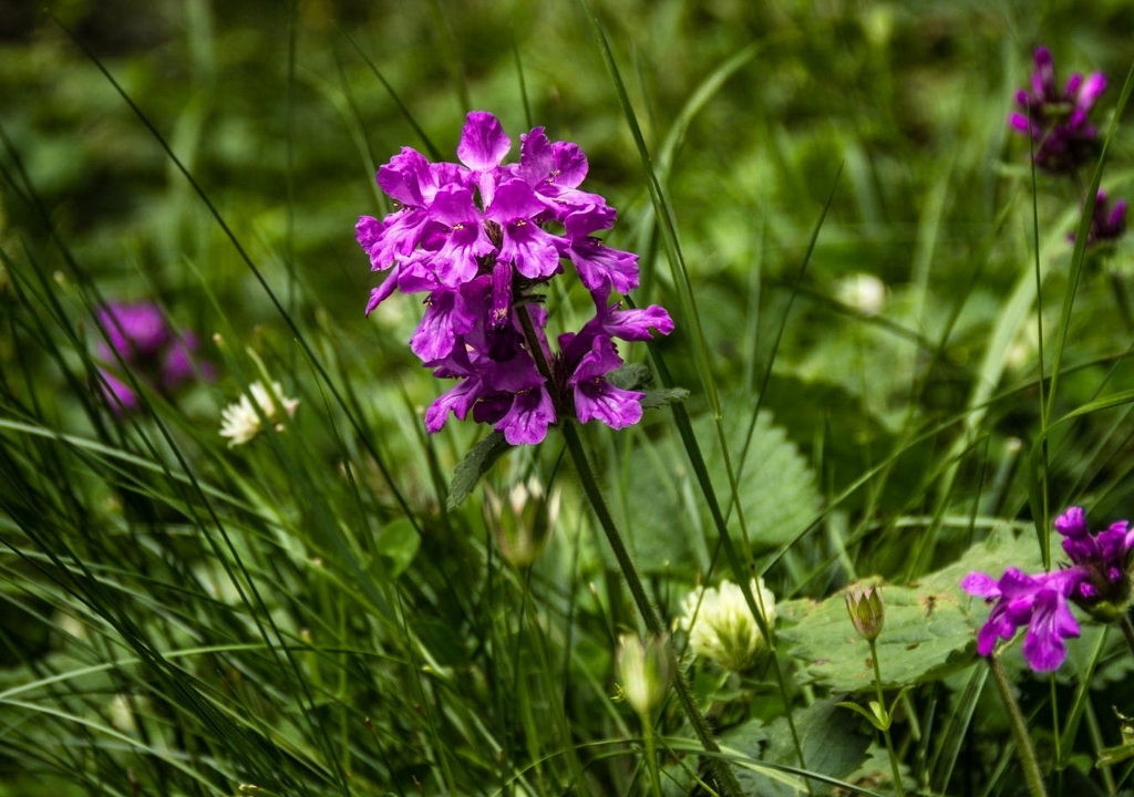 Betonie, Betonica, Echte Betonie, Heil-Ziest, Betonica officinalis, Stachys officinalis