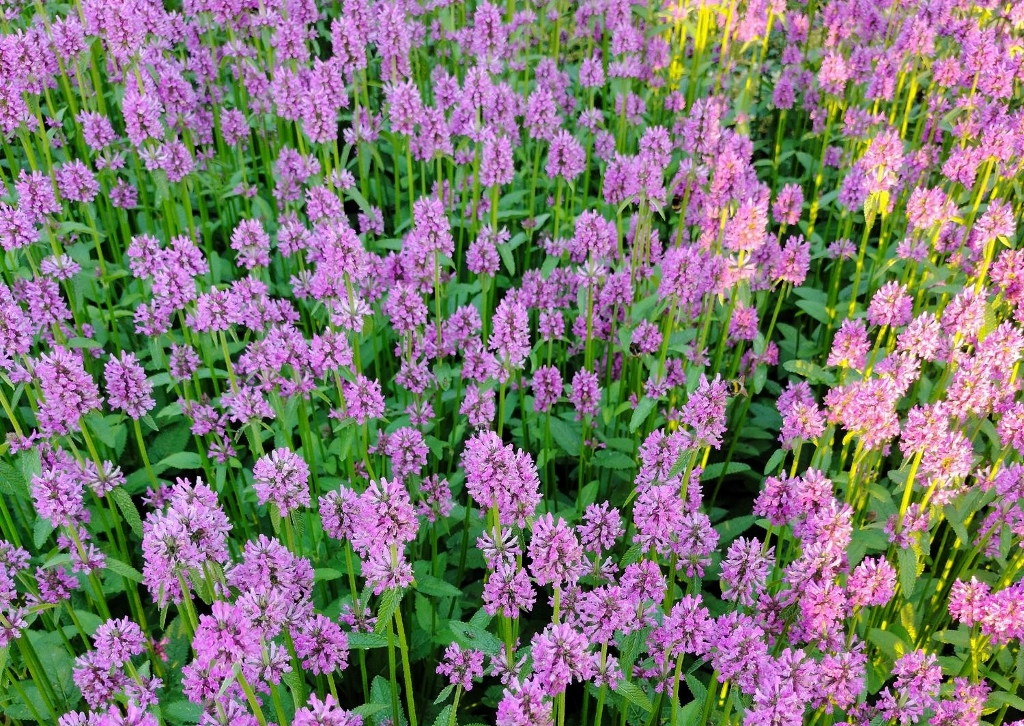 Betonie, Betonica, Echte Betonie, Heil-Ziest, Betonica officinalis, Stachys officinalis