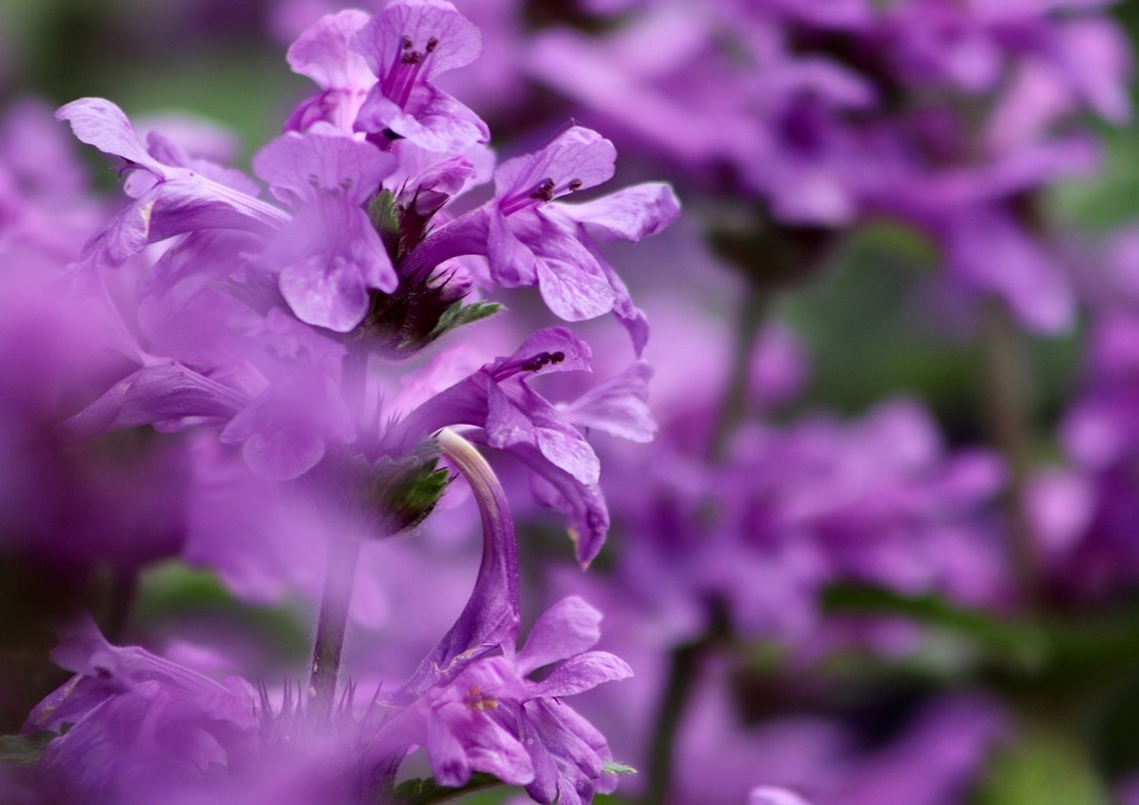 Betonie, Betonica, Echte Betonie, Heil-Ziest, Betonica officinalis, Stachys officinalis
